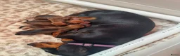 Miniature Dachshund dogs for sale: Tan miniature smooth hair dachshund pups for sale - Advert 2