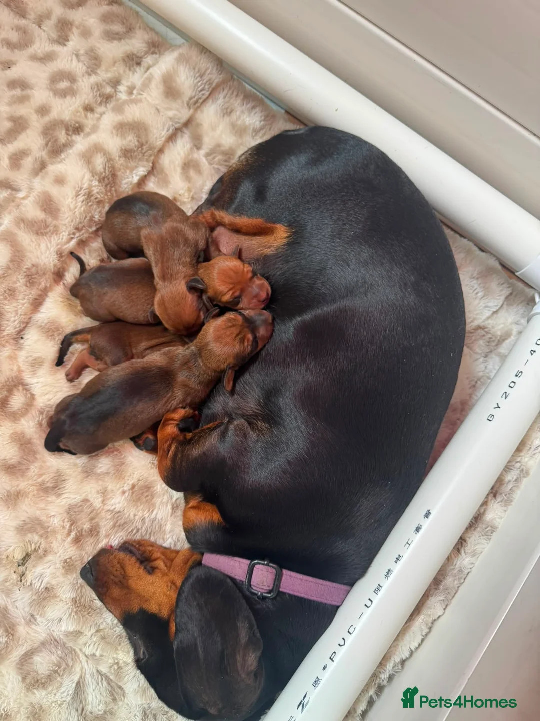 Miniature Dachshund dogs for sale: Tan miniature smooth hair dachshund pups for sale - Advert 2