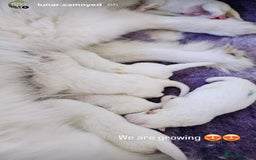 Samoyed dogs for sale: Top Quality KC Fully Health Tested Samoyed Puppies - Image 2