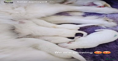 Samoyed dogs - Advert 11
