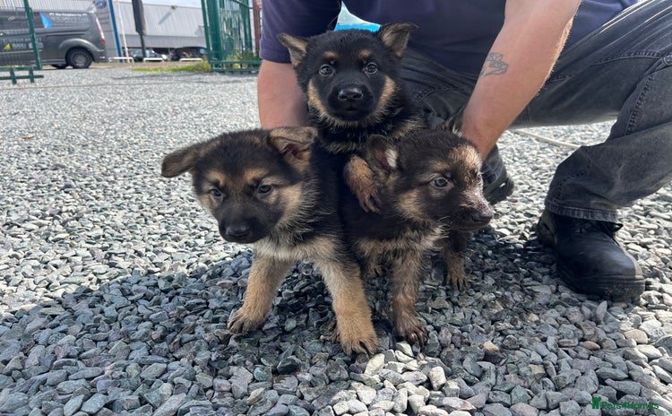 German Shepherd dogs - Advert 2