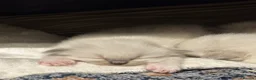 Ragdoll cats for sale: Brighten Your Life. Ragdoll Kittens Available! - Advert 5