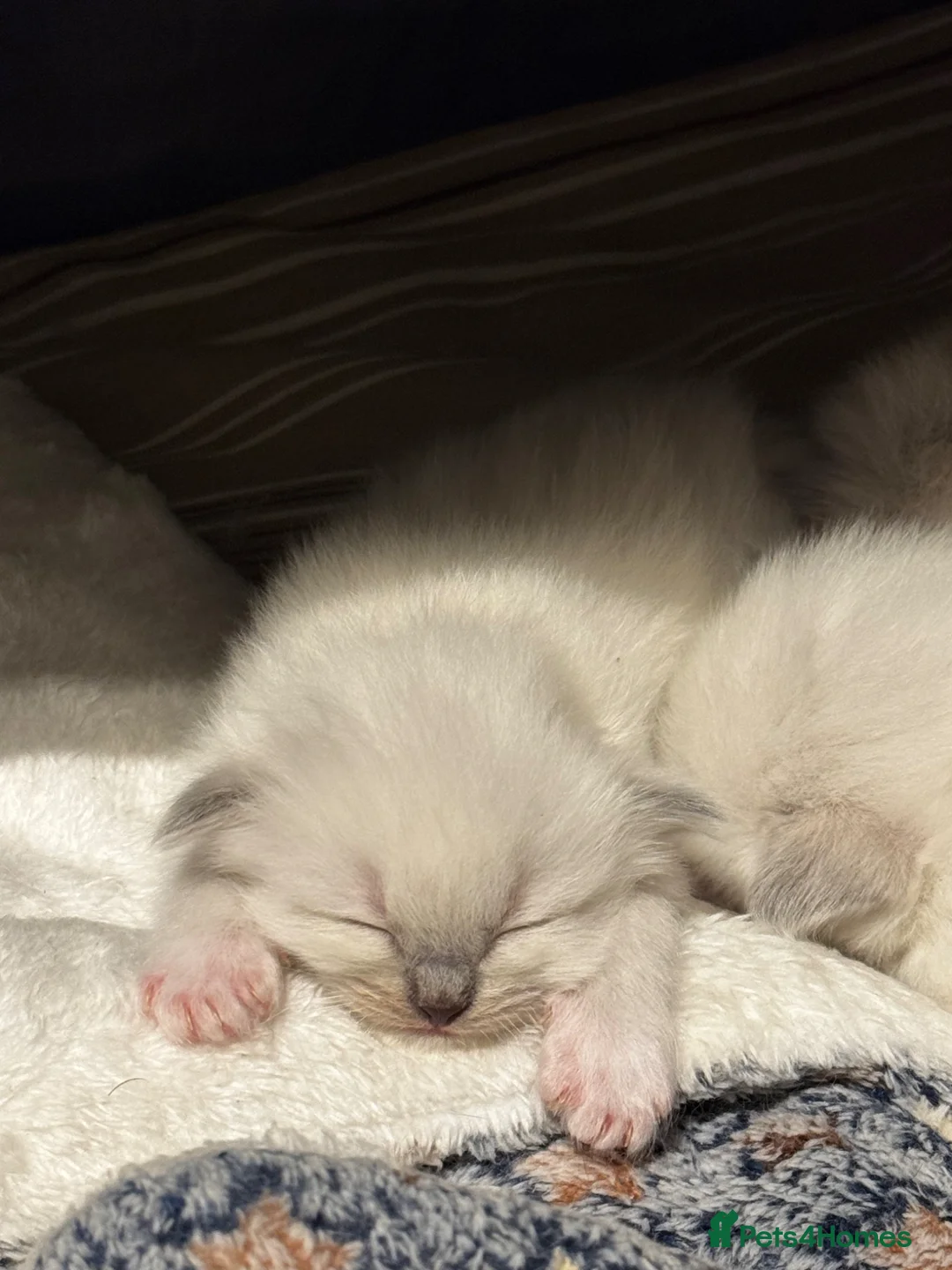 Ragdoll cats for sale: Brighten Your Life. Ragdoll Kittens Available! - Advert 5