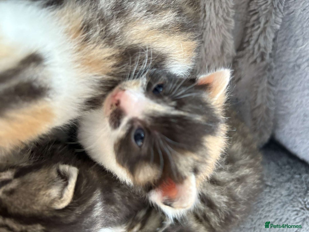 Mixed Breed cats for sale: Female calico  - Image 2