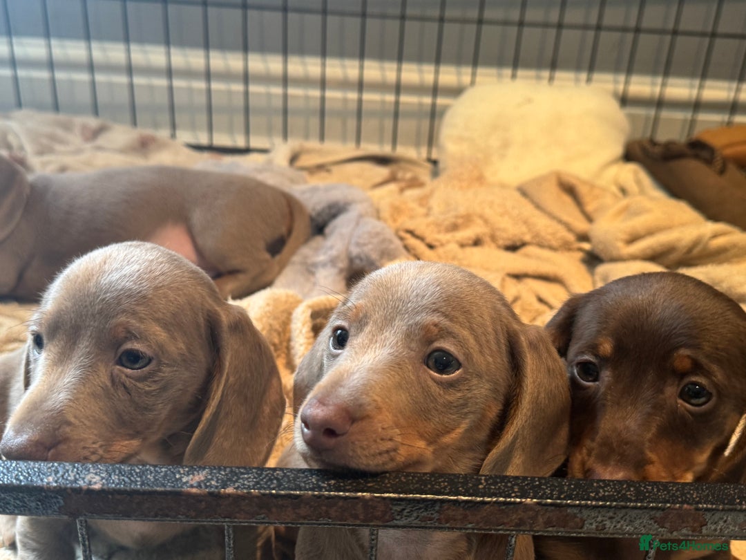 Miniature Dachshund dogs for sale: Ready to leave Mini Dachshund Puppies 🐶🤍  - Image 16
