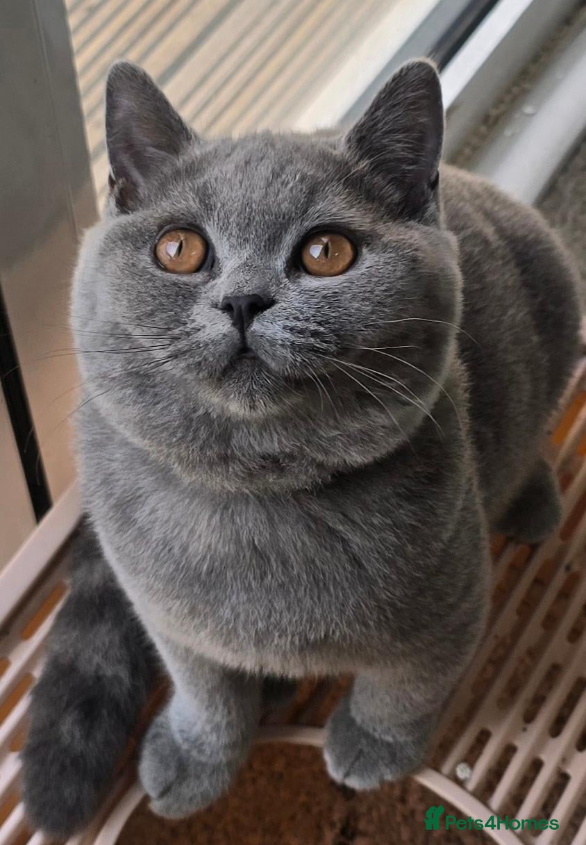 British Shorthair cats 2 Boys Gorgeous British Short Hair Kittens - Advert 18