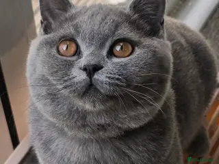 British Shorthair cats 2 Boys Gorgeous British Short Hair Kittens - Advert 18