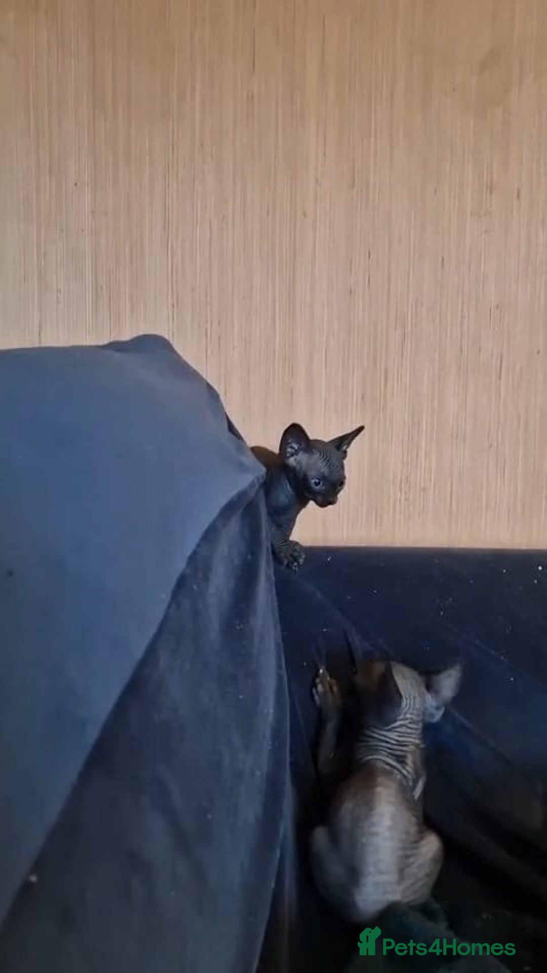 Sphynx cats for sale: Gorgeous Canadian sphynx kittens  - Advert 5