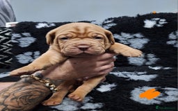 Dogue De Bordeaux dogs for sale: Dogue De Bordeaux Puppies-Champion Bloodlines - Image 17