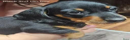 Miniature Dachshund dogs for sale: Beautiful miniture daschund puppies. in Redcar - Advert 31