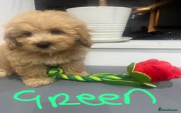 Coton De Tulear dogs for sale: Cotonoodle - Image 11