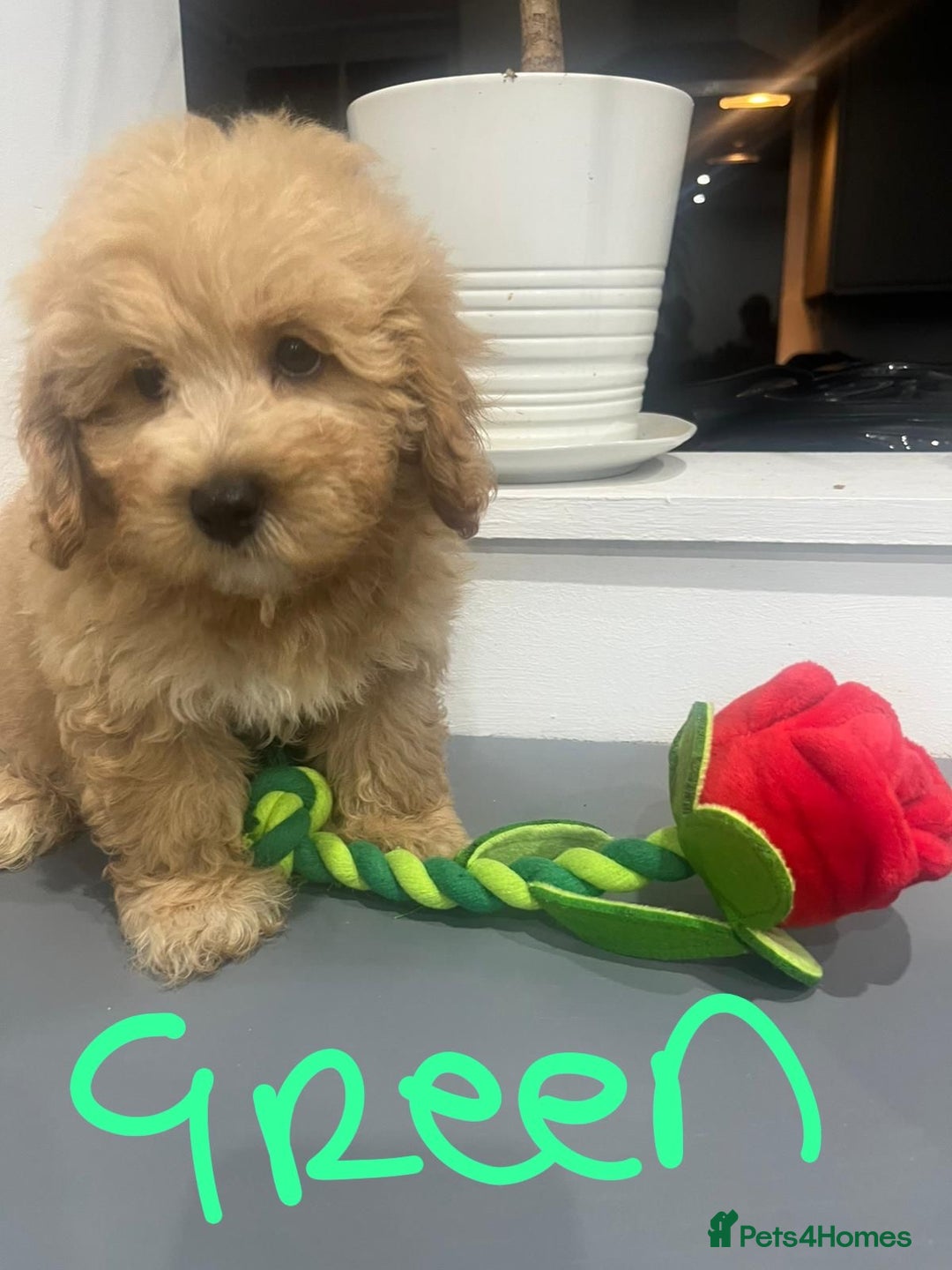 Coton De Tulear dogs for sale: Cotonoodle - Image 11