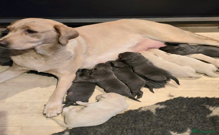 Labrador Retriever dogs - Advert 3