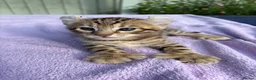 Keetso cats for sale: Stunning wild looking polydactyl curl ear keetsos  - Advert 6