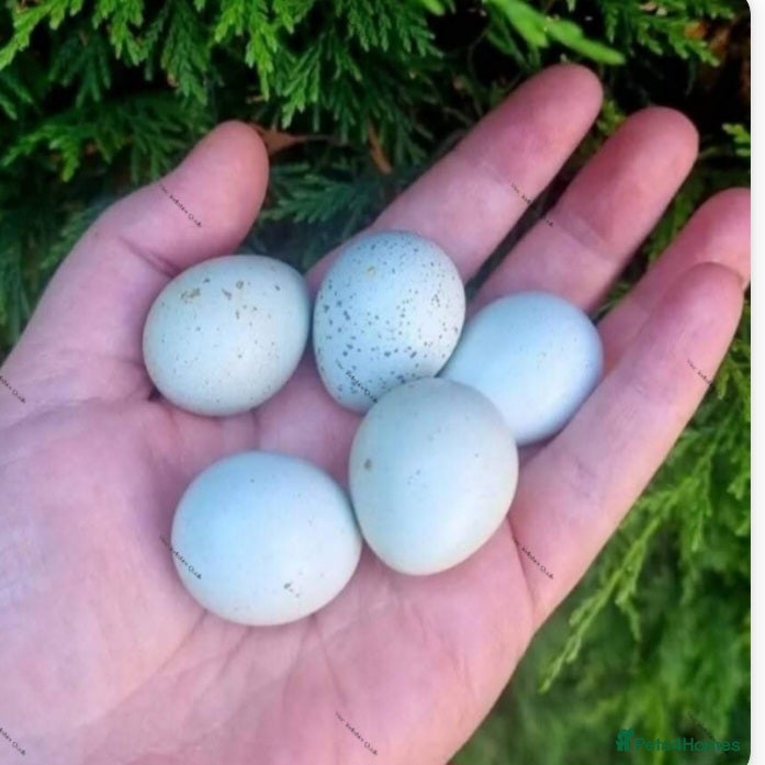 Quail poultry Celadon coturnix Quail hatching eggs Japanese  - Advert 1