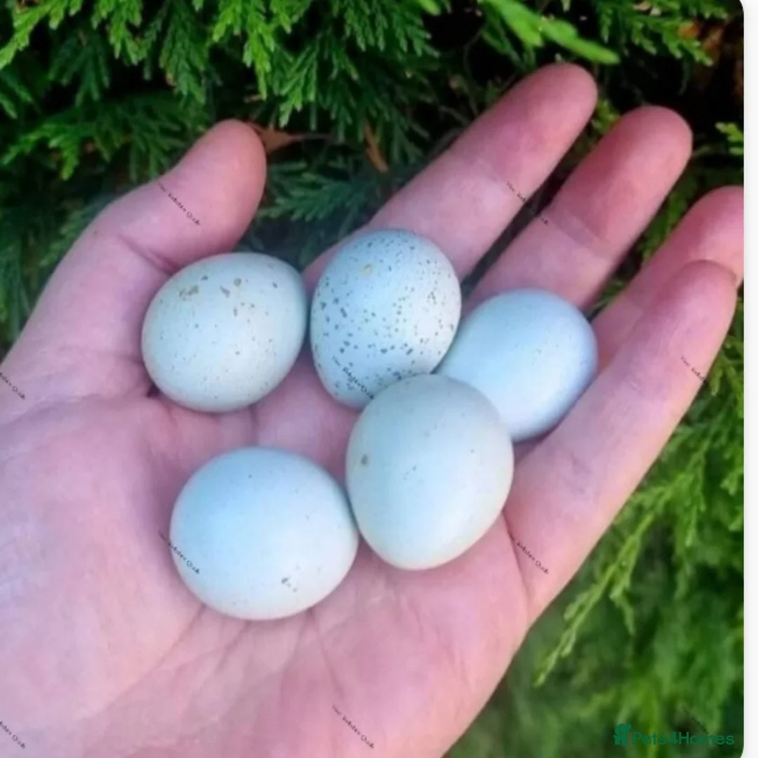 Quail poultry for sale: Celadon coturnix Quail hatching eggs Japanese  - Advert 1