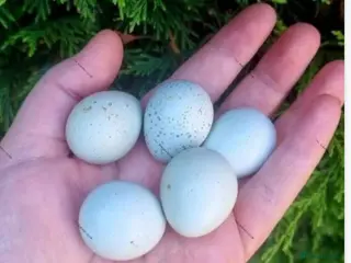 Quail poultry Celadon coturnix Quail hatching eggs Japanese - Advert 1