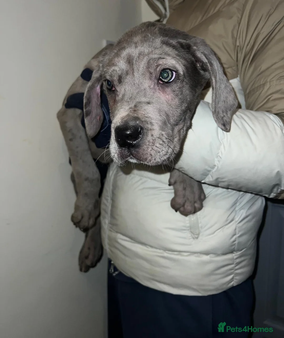 Cane Corso dogs for sale: CANE CORSO - Advert 1