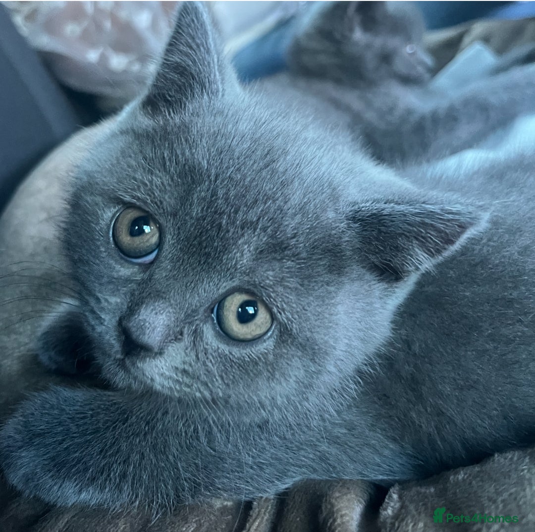 British Shorthair cats for sale: Two BHS kitten for sale - Image 3