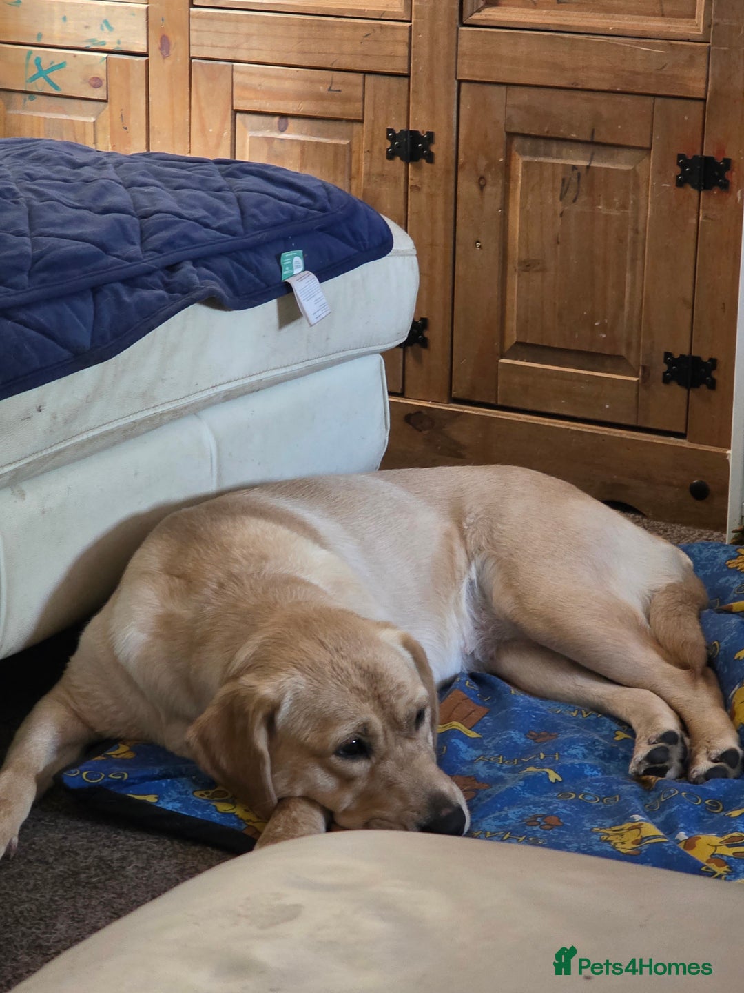 Goldador dogs for sale: Maggie 1 yr old labrador x golden retriever - Image 1