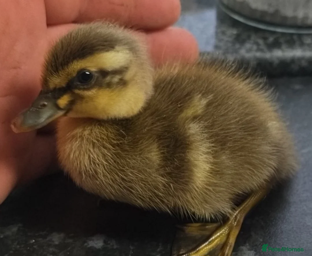 Ducks poultry for sale: 6X runner duck hatching eggs - Advert 2