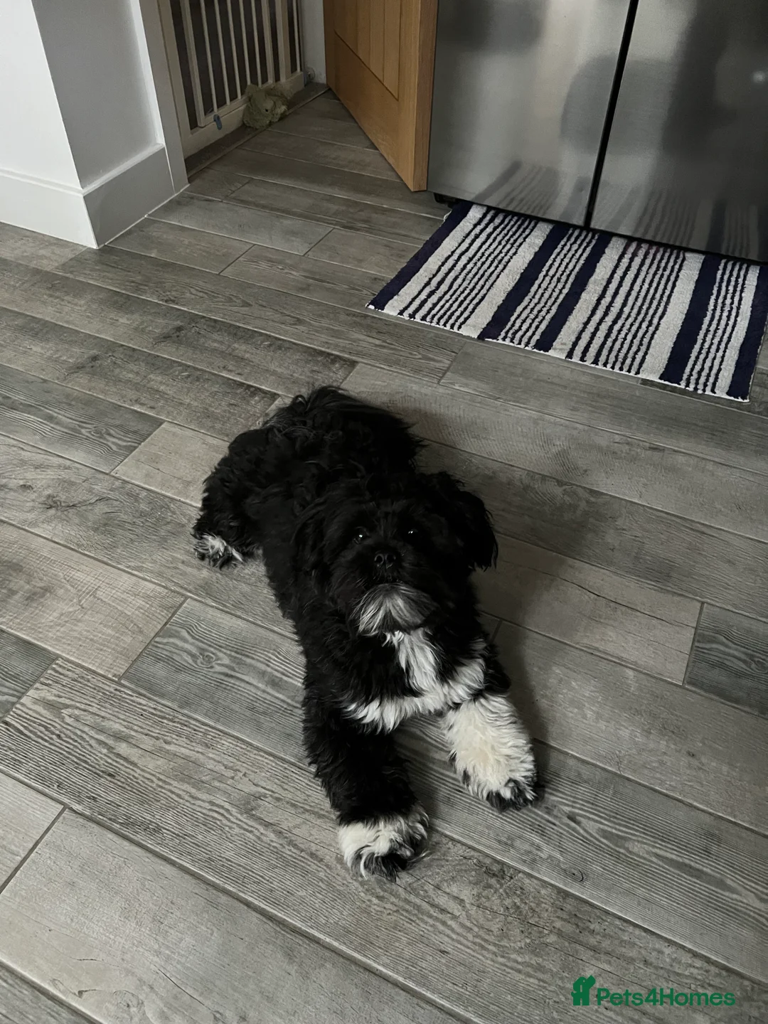 Lhasa Apso dogs for sale: 🐾 Beautiful 1-Year-Old Black Male Lhasa Apso 🐾 - Advert 6