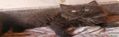 Ebony