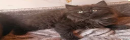 British Longhair cats for sale: Top quality BLH kittens new lines! in Rushden - Advert 8