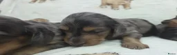 Miniature Dachshund dogs for sale: Stunning Litter of Silver Dapple Dachshund Pups  - Advert 7