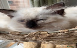 Ragdoll cats for sale: GCCF Ragdoll Kittens - Image 11