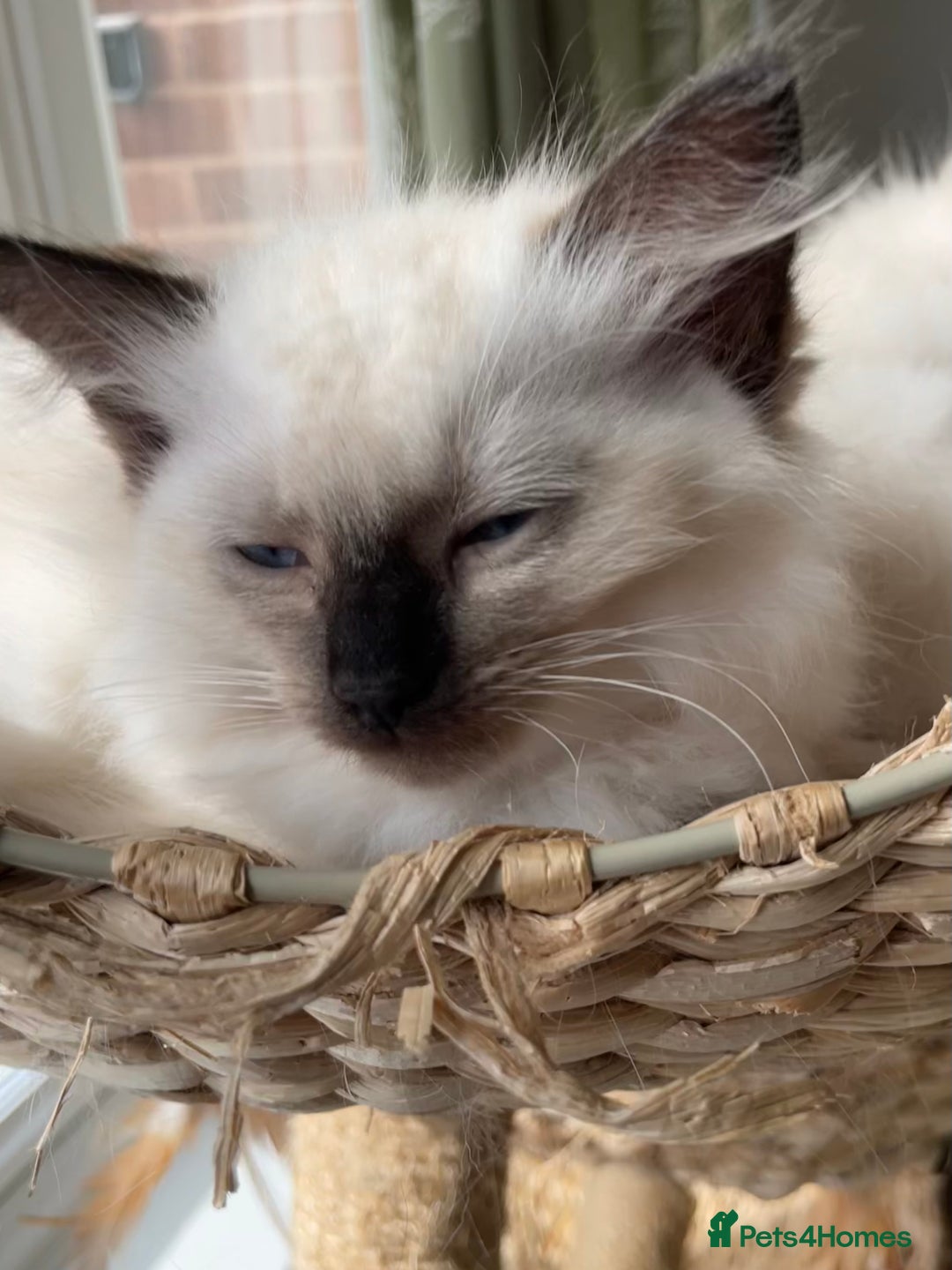 Ragdoll cats for sale: GCCF Ragdoll Kittens - Image 11