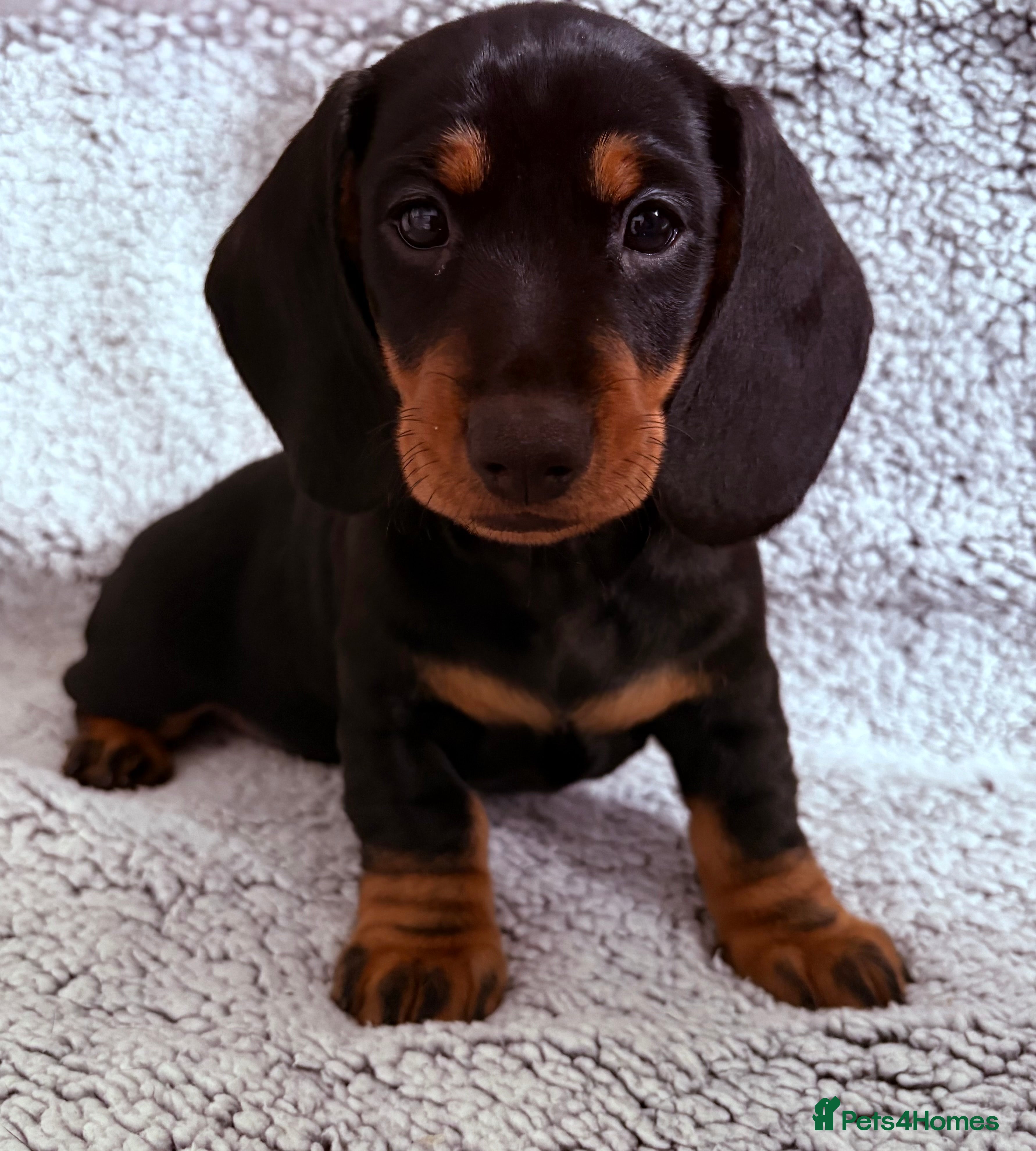 Dachshund dogs 8 weeks & READY TO LEAVE NOW - dachshund puppy  - Advert 15