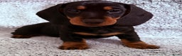 Dachshund dogs for sale: 8 weeks & READY TO LEAVE NOW - dachshund puppy  - Advert 1