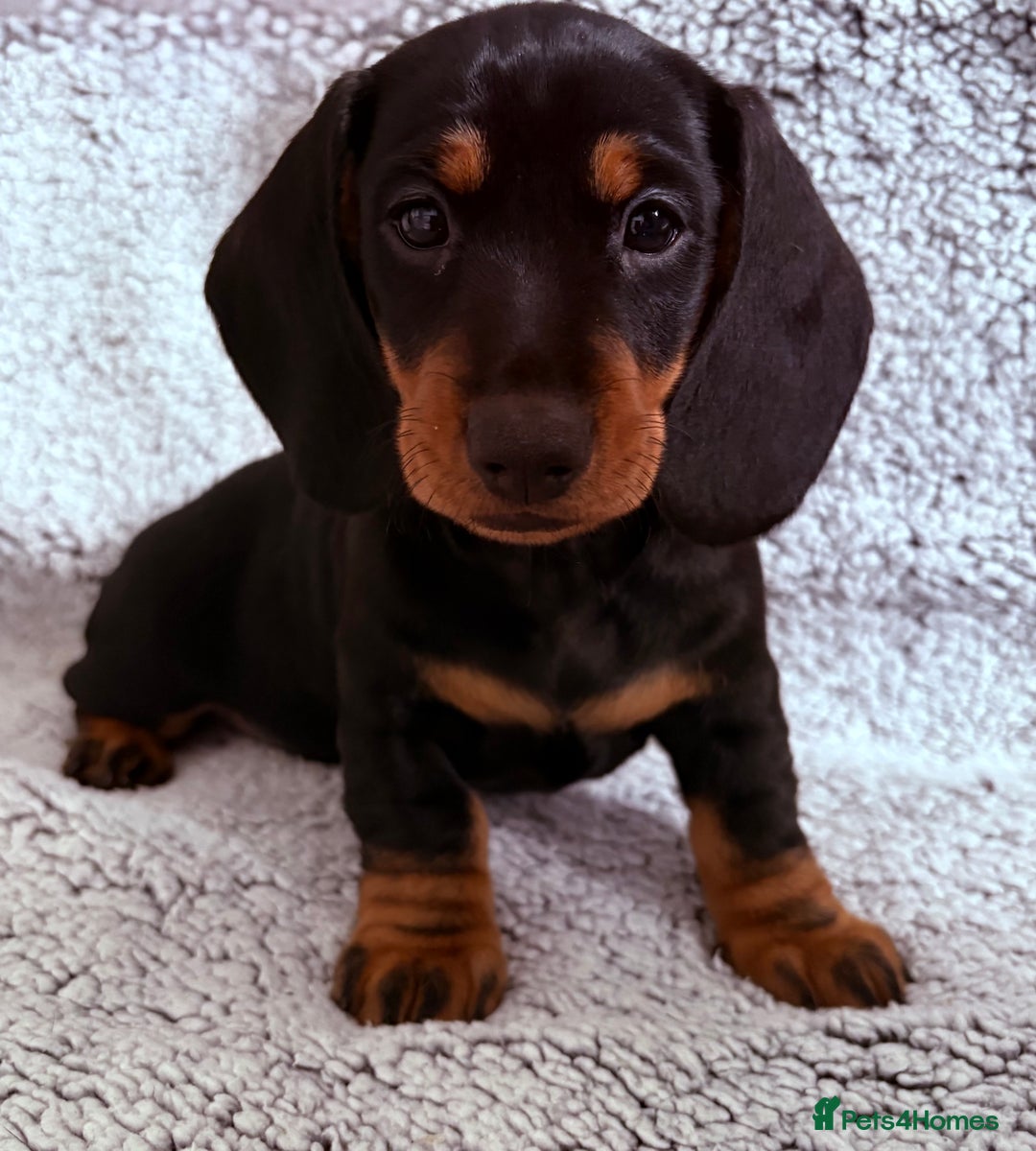 Dachshund dogs for sale: 8 weeks & READY TO LEAVE NOW - dachshund puppy  - Advert 1