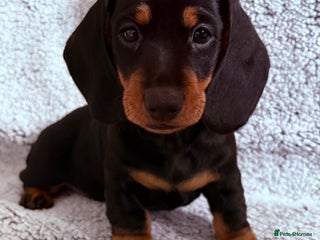 Dachshund dogs Last dachshund puppy left - Black and Tan girl - Advert 16