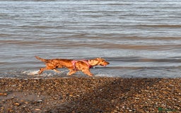 Cocker Spaniel dogs for sale: Cocker Spaniel for sale  - Image 4