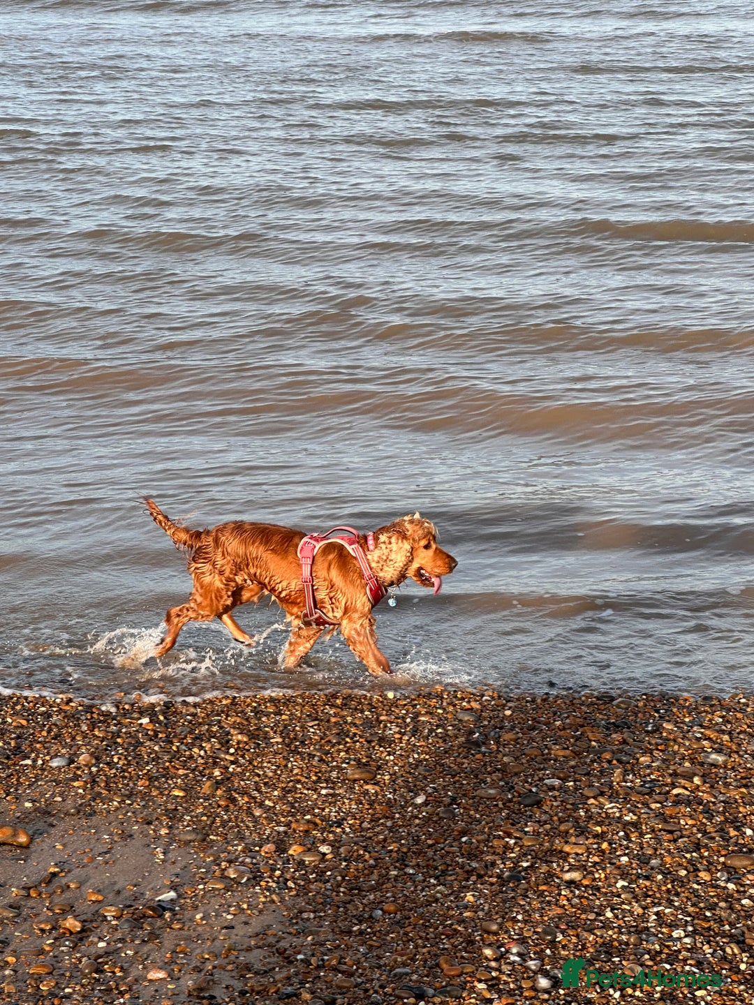 Cocker Spaniel dogs for sale: Cocker Spaniel for sale  - Image 4