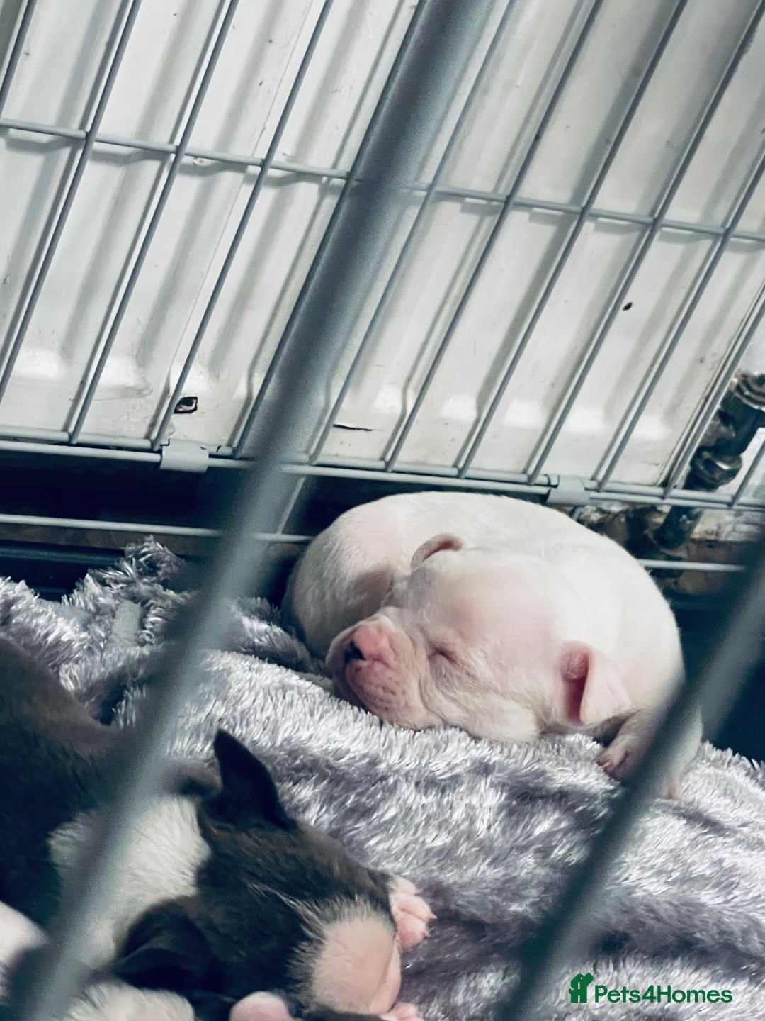 Mixed Breed dogs for sale: Frenchie x pocket bully male puppys - Image 3