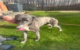 Lurcher dogs for sale: Lurches for sale  - Image 10