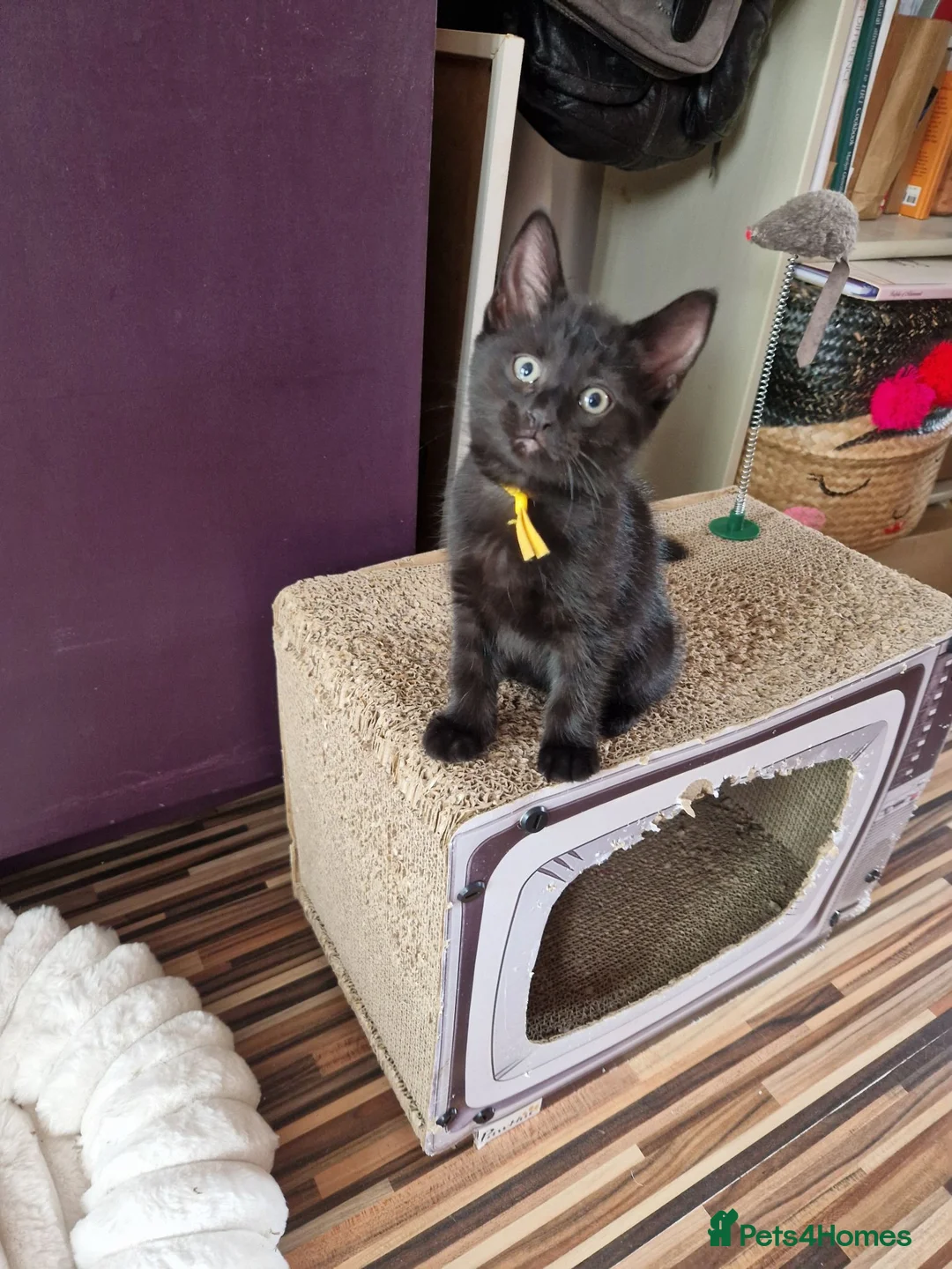 Mixed Breed cats for sale: Stroudies Ruby, Ivy, Dilly, Dave n Norman need ya - Advert 2