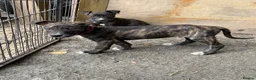 Lurcher dogs for sale: x2 Beautiful Boy Lurcher Puppies  - Advert 15