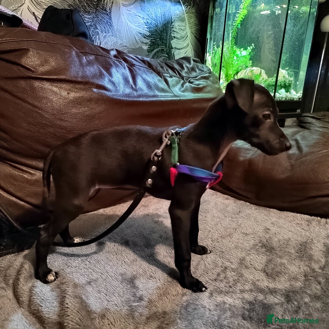Italian Greyhound dogs for sale: Sold pending collection  - Advert 1