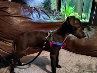 Italian Greyhound dogs Last girl left Full bred Italian greyhound - Advert 18