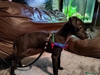 Italian Greyhound dogs Sold pending collection - Advert 2