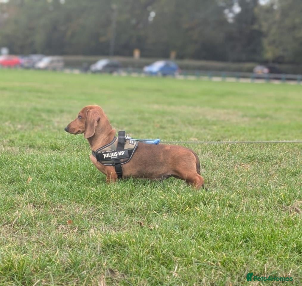 Dachshund dogs Champion Bloodline Standard Dachshund - Advert 2