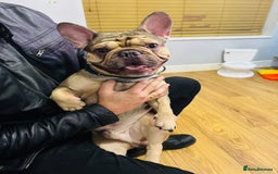 French Bulldog dogs for sale: Four beautiful healthy female French Bulldogs - Image 20