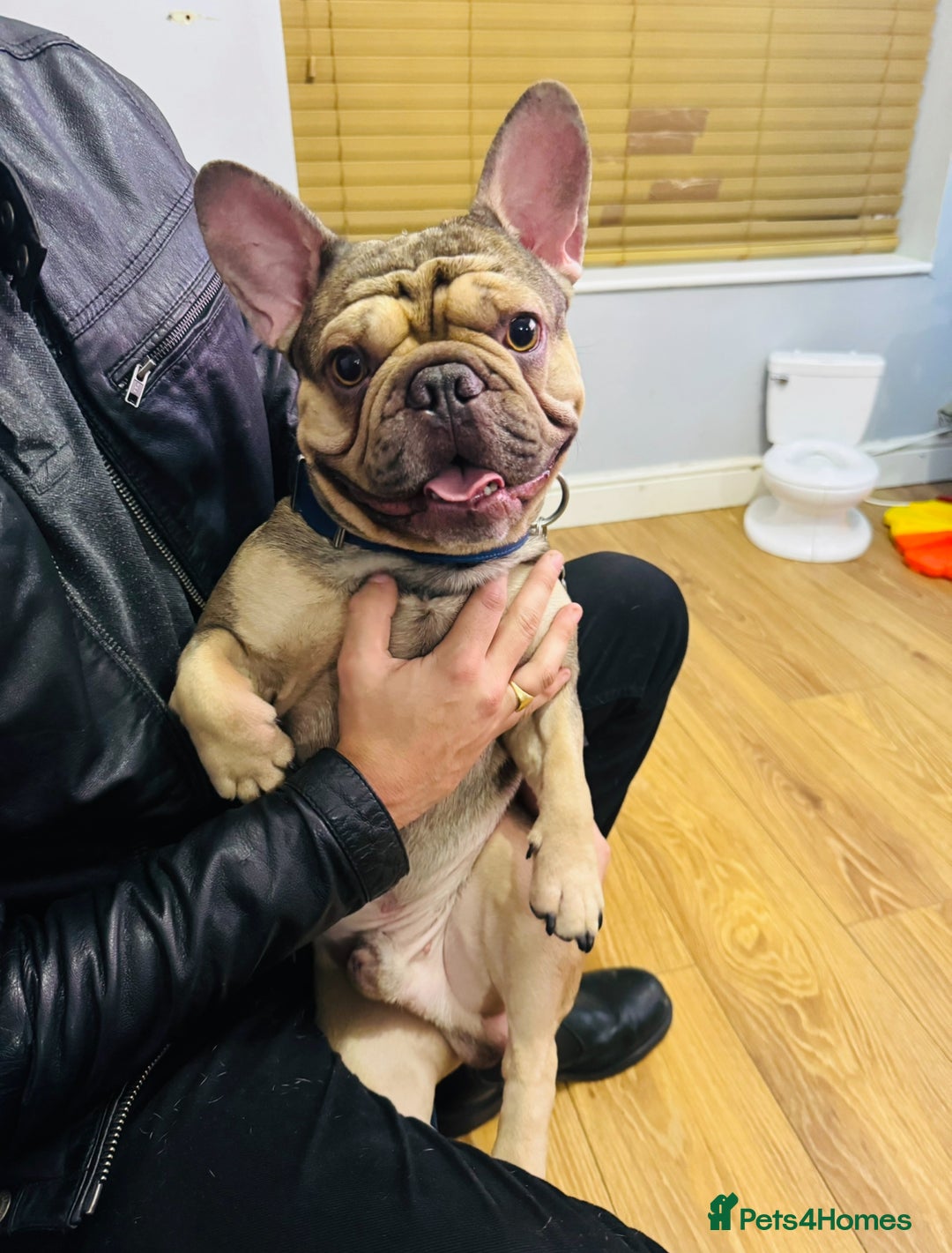 French Bulldog dogs for sale: Four beautiful healthy female French Bulldogs - Image 20