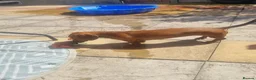 Dachshund dogs for sale: Beautiful standard dachshund  - Advert 5