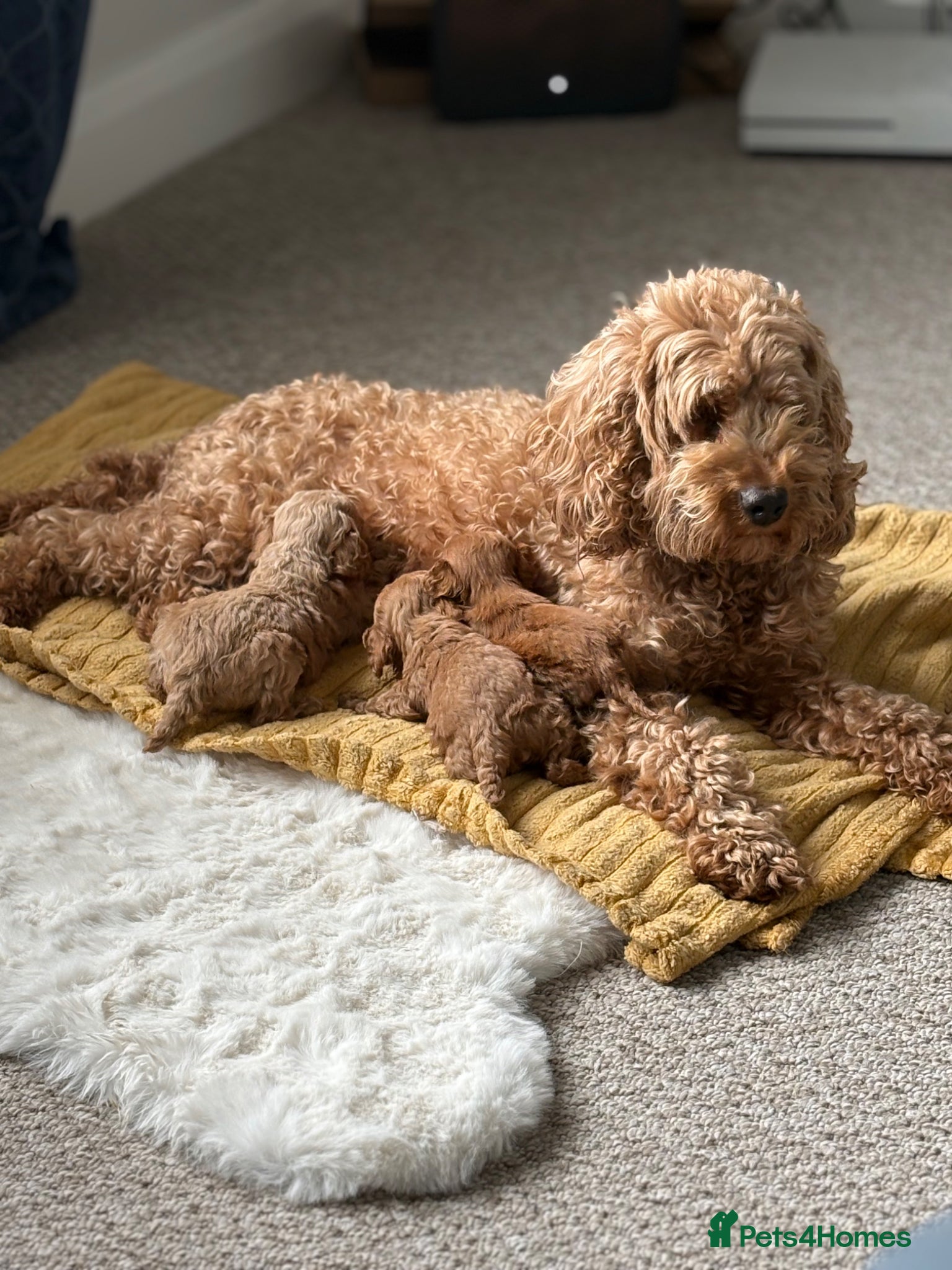 Cockapoo dogs True miniature F1b cockapoos - Advert 17