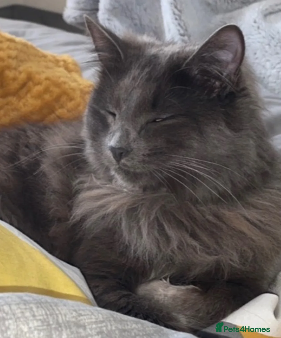 Nebelung cats for sale: Cat shadow  - Advert 6